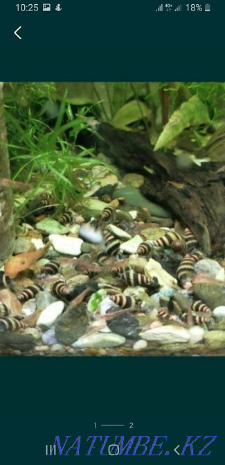 3 бөлмелі пәтер  Ақтөбе  - изображение 2