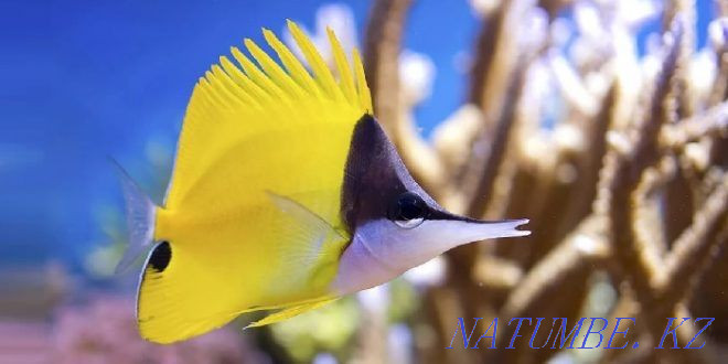 3-комнатная квартира Алматы - изображение 3