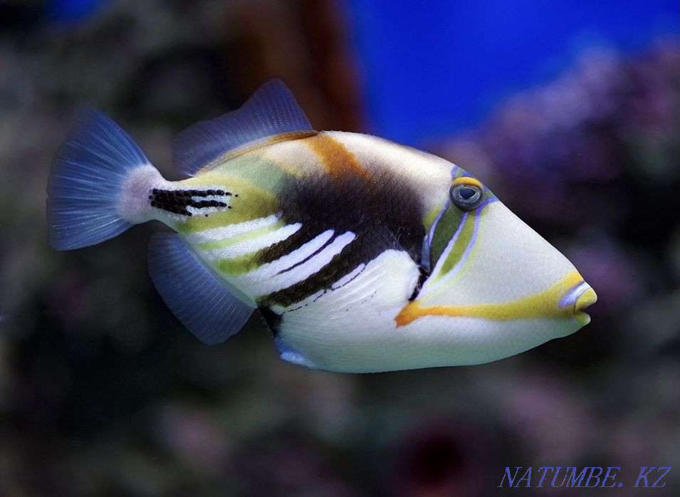 3-комнатная квартира Алматы - изображение 5