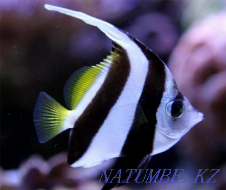 3-комнатная квартира Алматы - изображение 4