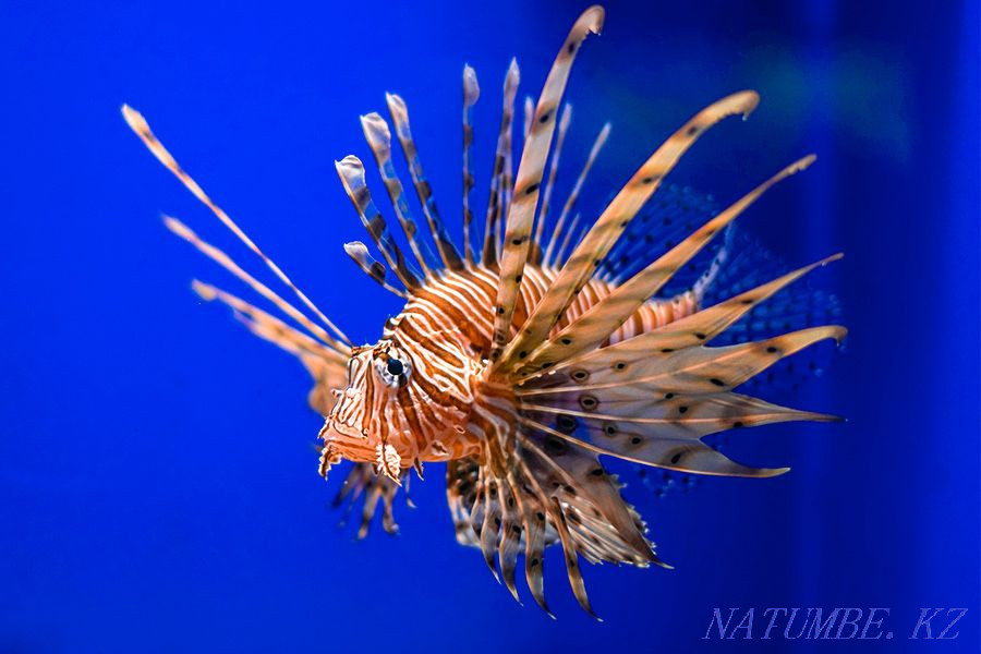 3-комнатная квартира Алматы - изображение 6