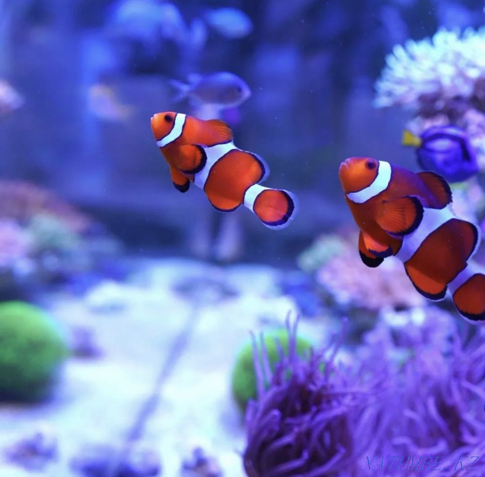 3-комнатная квартира Алматы - изображение 2