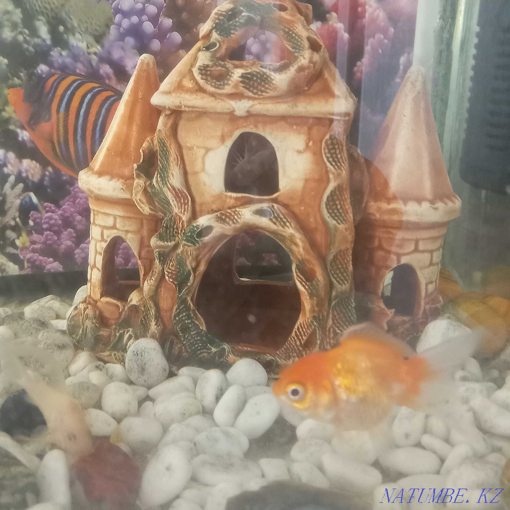 3-комнатная квартира Усть-Каменогорск - изображение 3