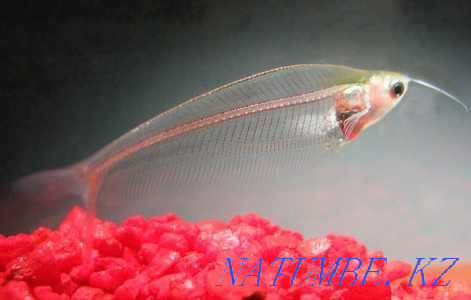 3-комнатная квартира Усть-Каменогорск - изображение 8