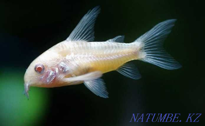 3-комнатная квартира Усть-Каменогорск - изображение 6