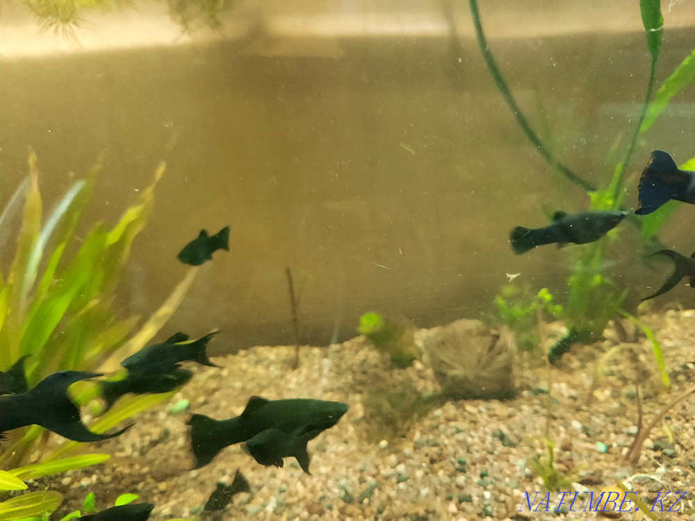 3-room apartment Shymkent - photo 4