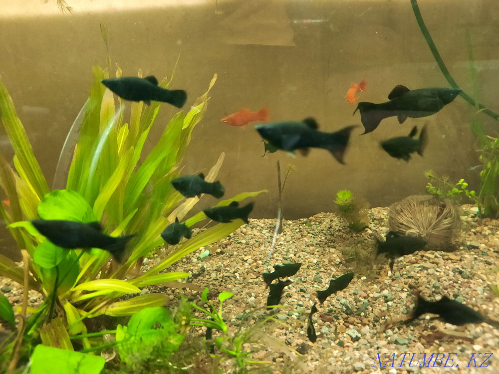 3-room apartment Shymkent - photo 2