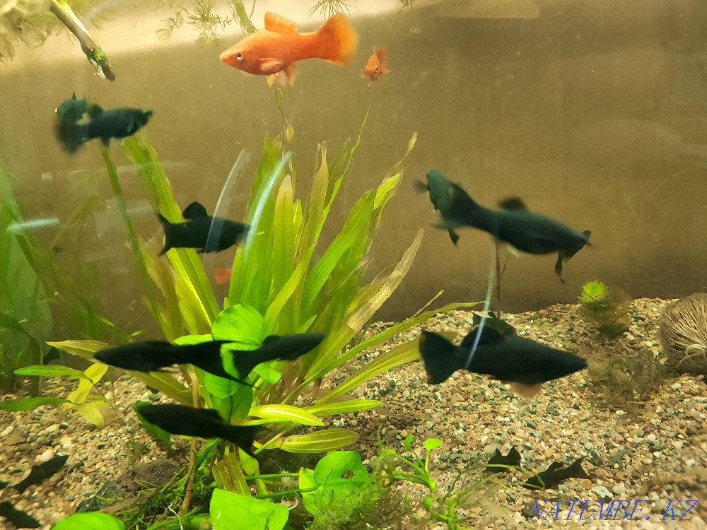 3-room apartment Shymkent - photo 1