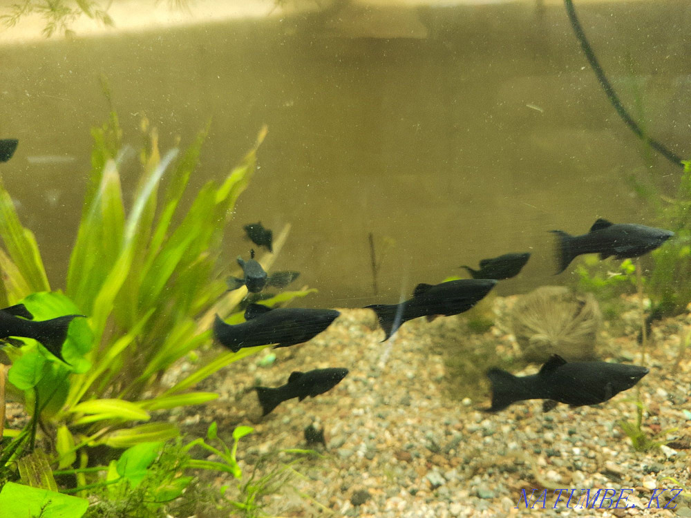 3-room apartment Shymkent - photo 3