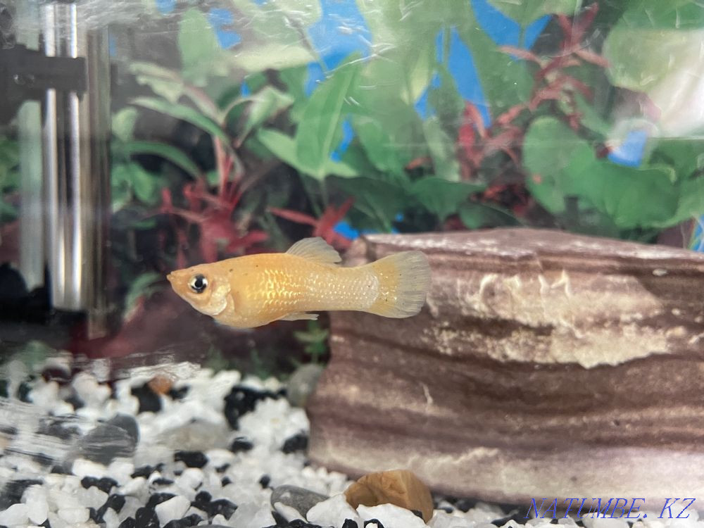 3-комнатная квартира Астана - изображение 4