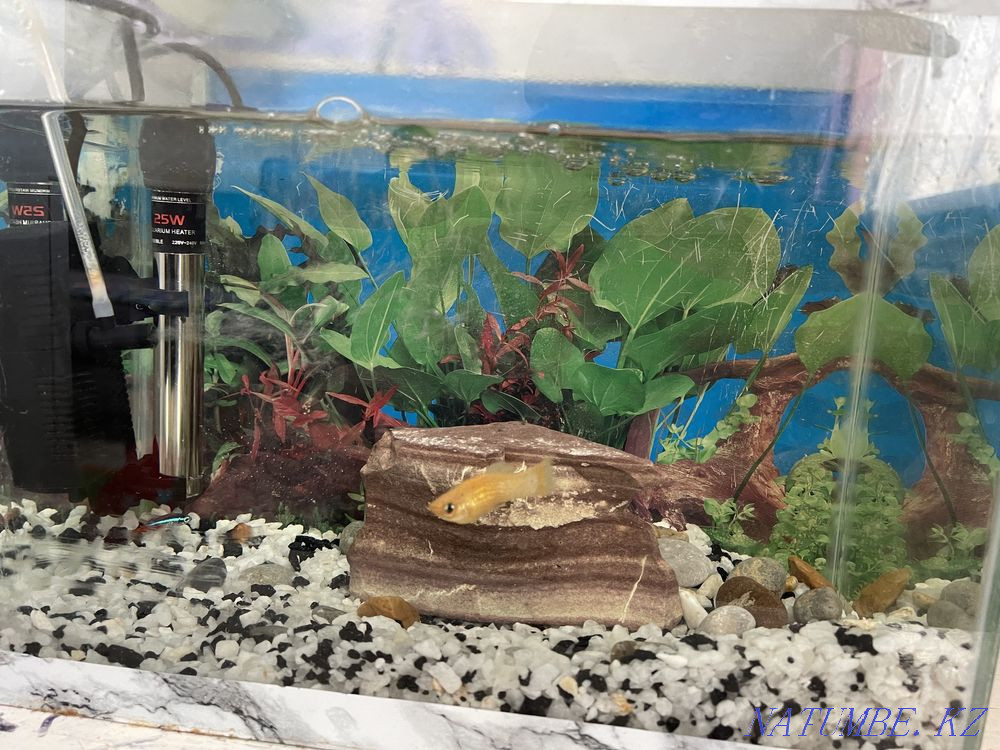 3-комнатная квартира Астана - изображение 3