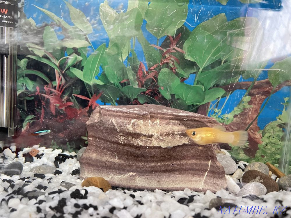 3-комнатная квартира Астана - изображение 2