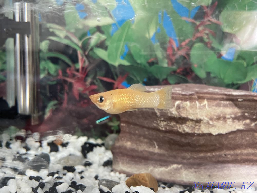 3-комнатная квартира Астана - изображение 5