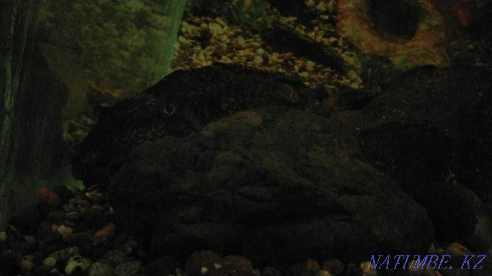 3-room apartment Almaty - photo 2