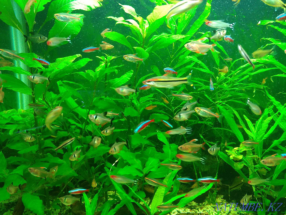 3-комнатная квартира Алматы - изображение 7