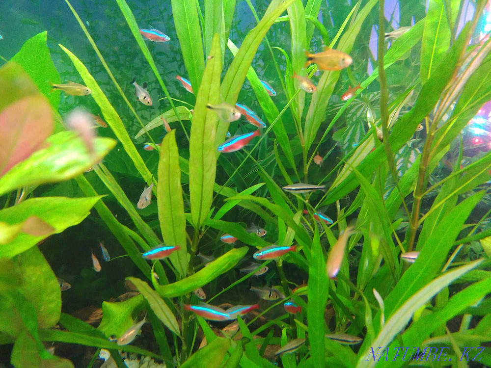 3-комнатная квартира Алматы - изображение 8