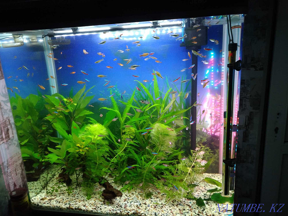 3-комнатная квартира Алматы - изображение 1