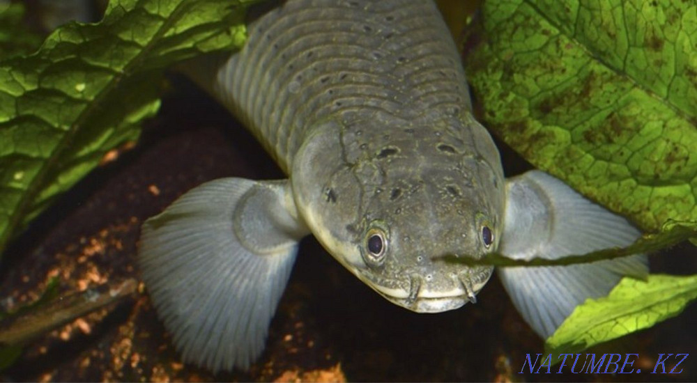 3-комнатная квартира Щучинск - изображение 1