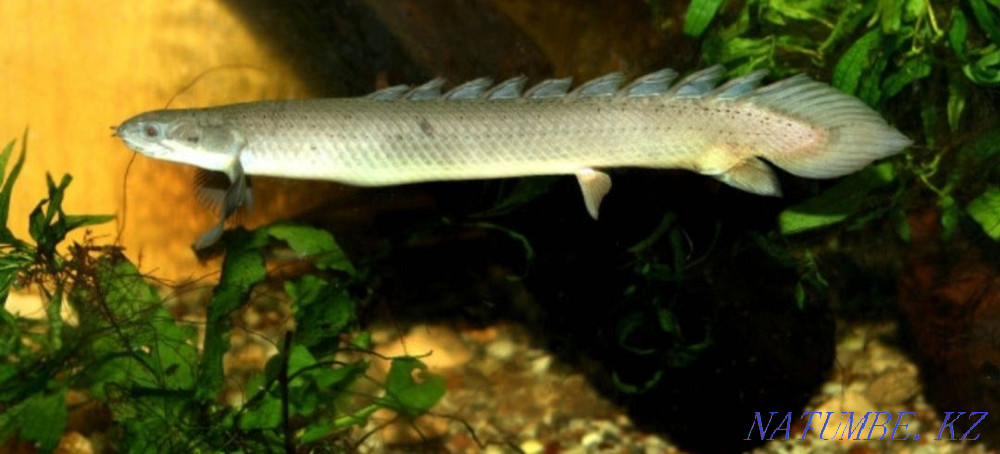 3-комнатная квартира Щучинск - изображение 2