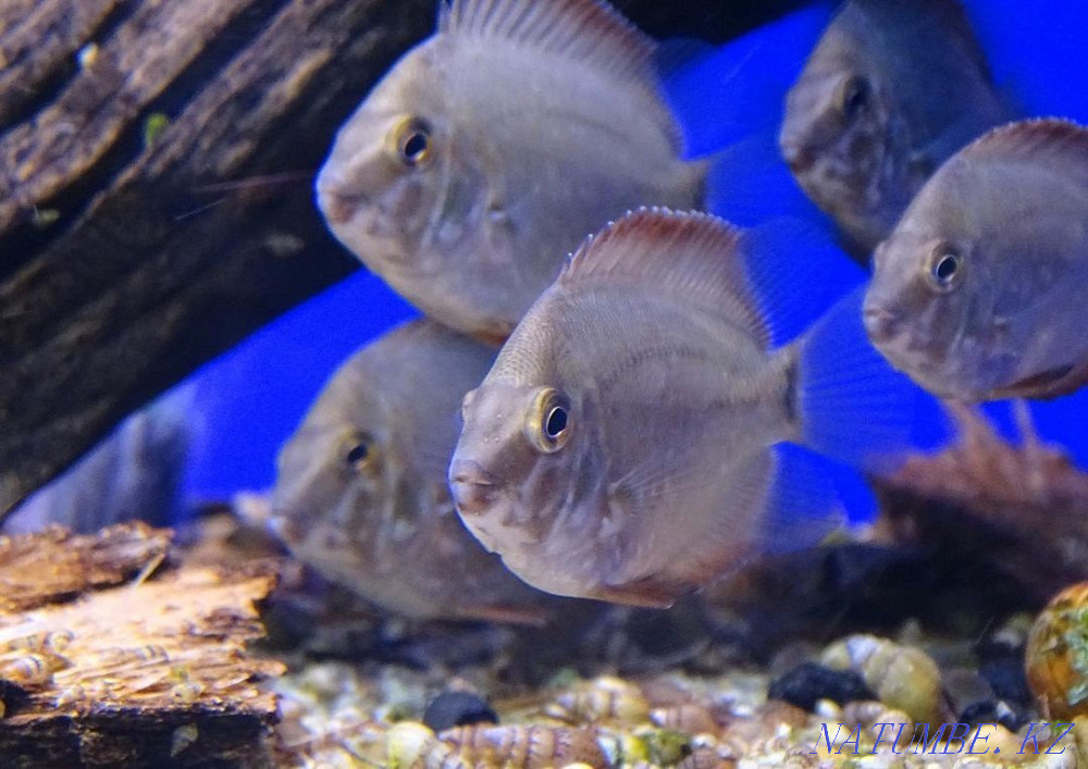 3 бөлмелі пәтер  Алматы - изображение 1