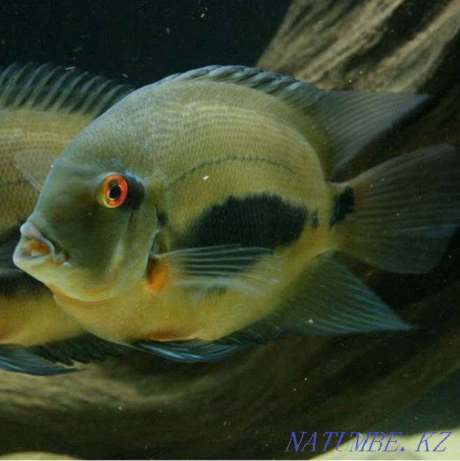 3 бөлмелі пәтер  Алматы - изображение 2