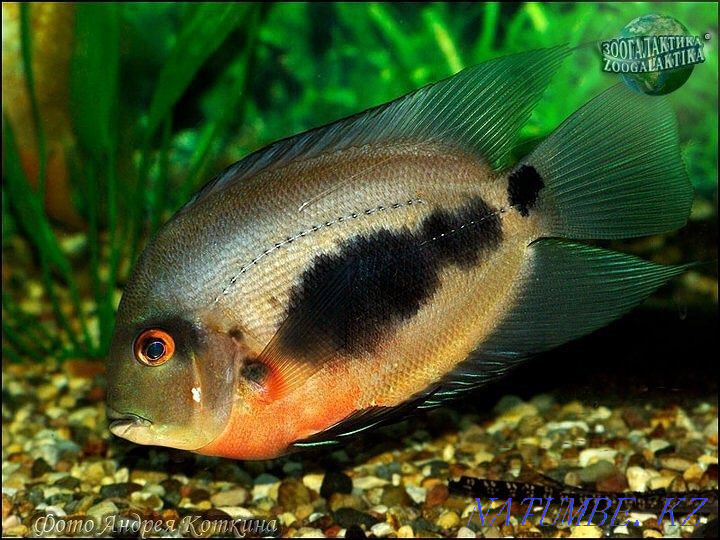 3 бөлмелі пәтер  Алматы - изображение 3