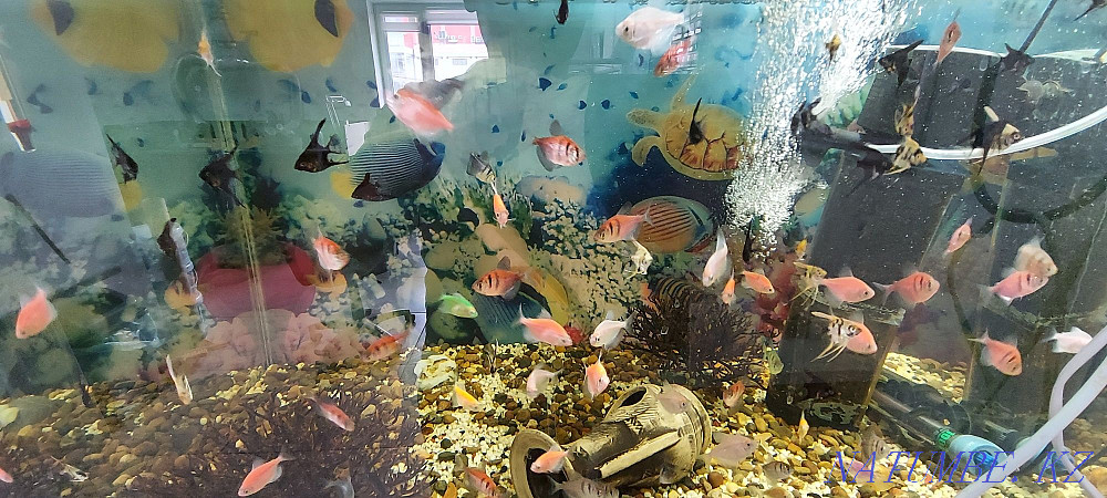 3-комнатная квартира Уральск - изображение 1