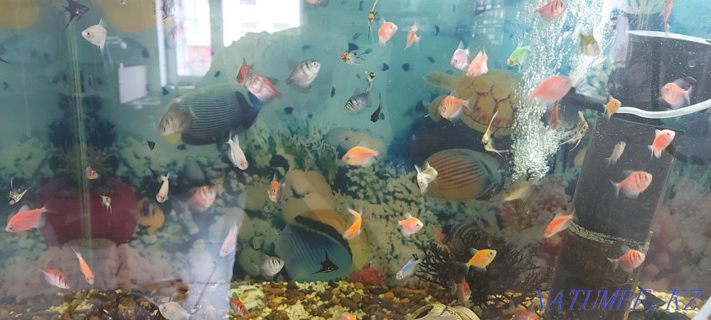 3-комнатная квартира Уральск - изображение 5