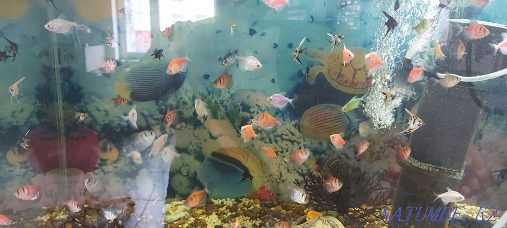 3-комнатная квартира Уральск - изображение 4