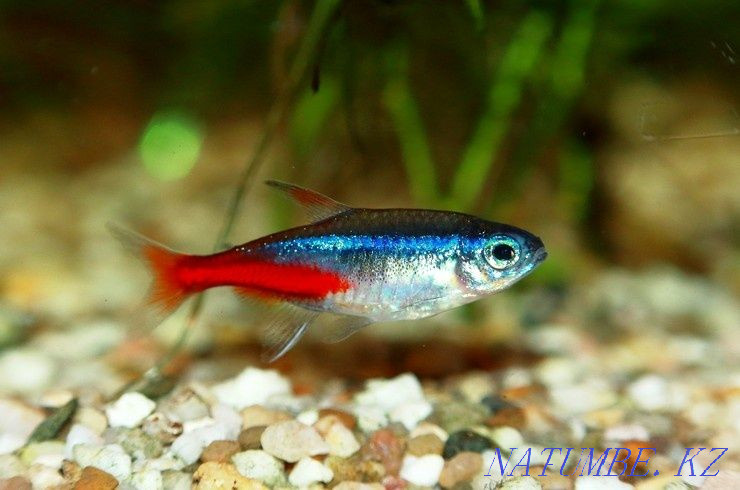 3-room apartment Temirtau - photo 1