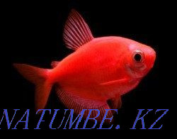 3-room apartment Temirtau - photo 1