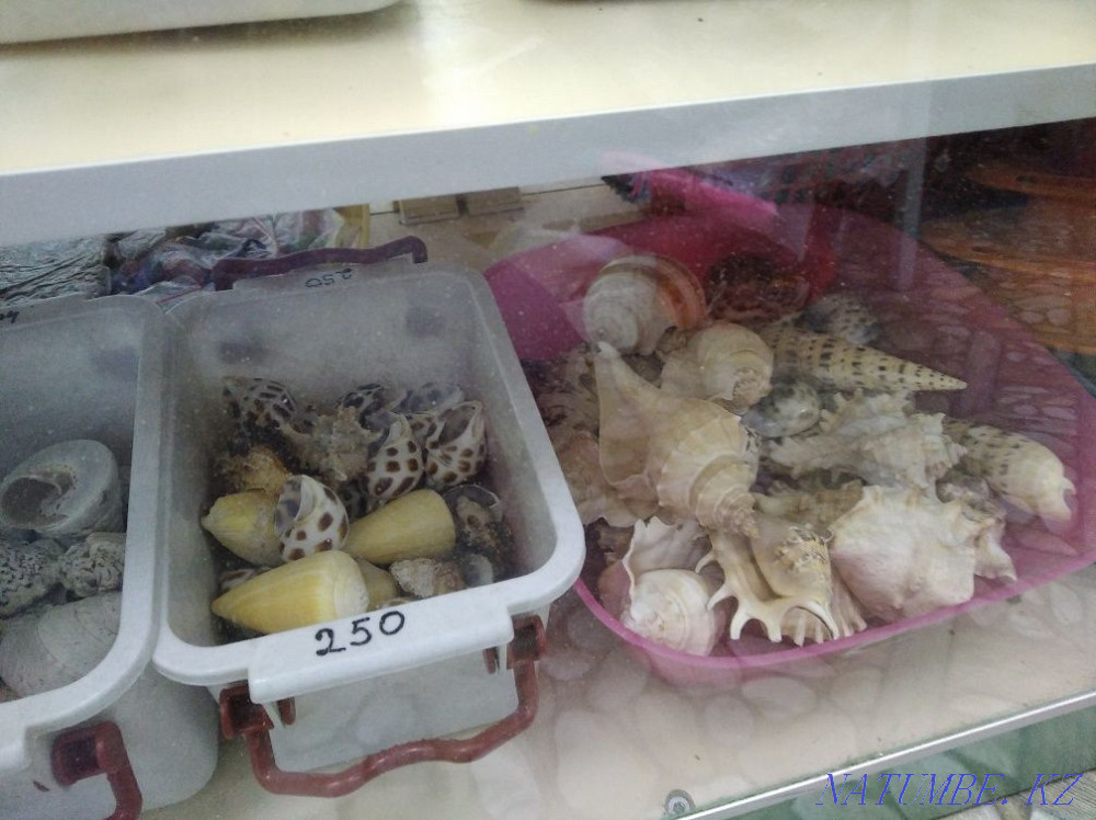 3-комнатная квартира Шымкент - изображение 1