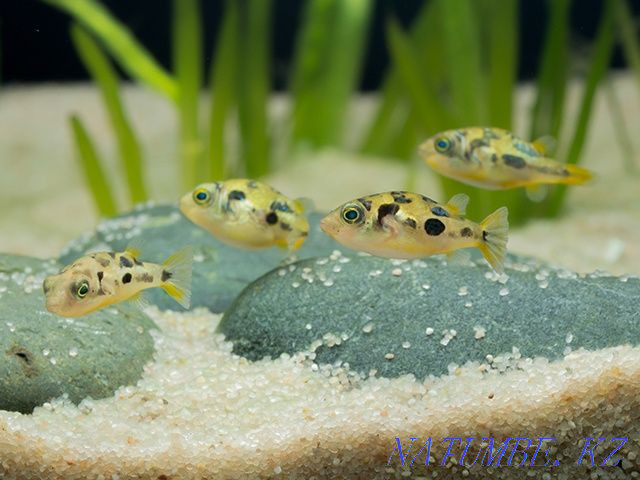 3-room apartment Almaty - photo 4