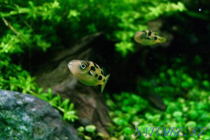 3-room apartment Almaty - photo 5