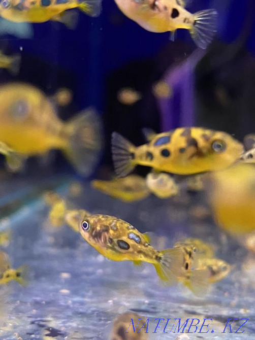 3-room apartment Almaty - photo 2