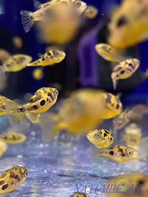 3-room apartment Almaty - photo 1