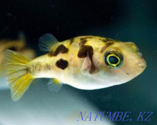 3-room apartment Almaty - photo 3