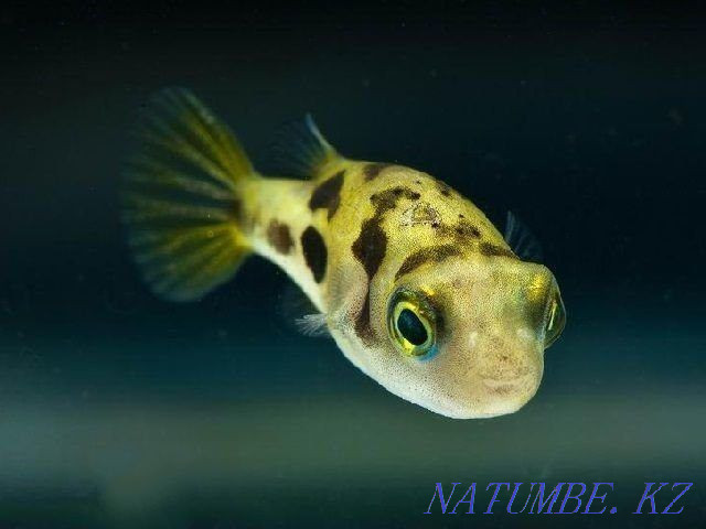 3-room apartment Almaty - photo 6