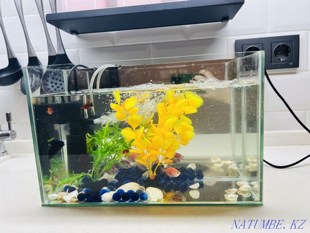 3-комнатная квартира Актобе - изображение 1