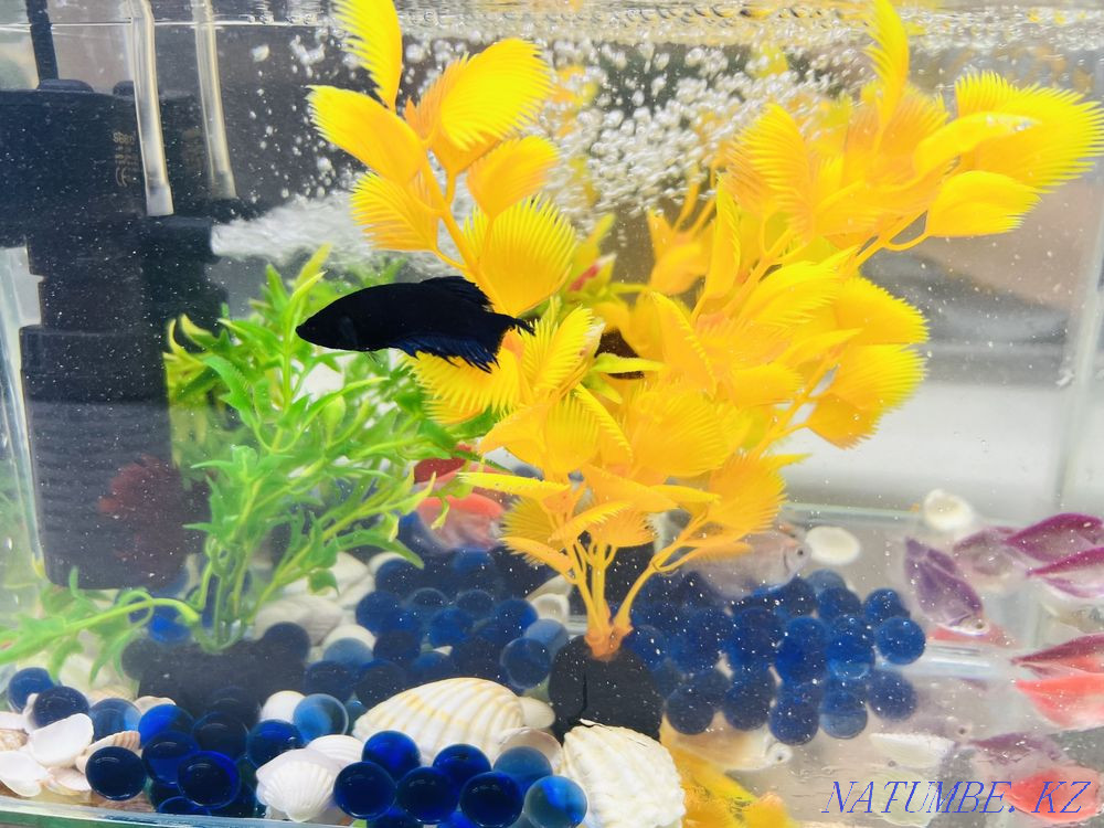 3-комнатная квартира Актобе - изображение 6