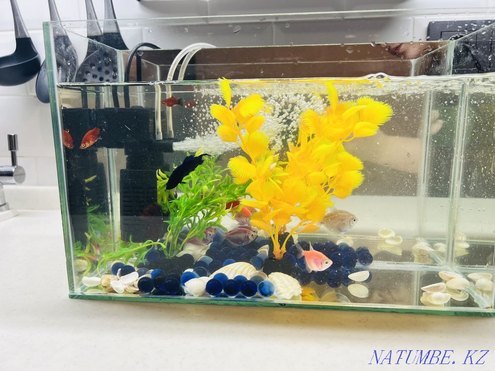 3-комнатная квартира Актобе - изображение 2