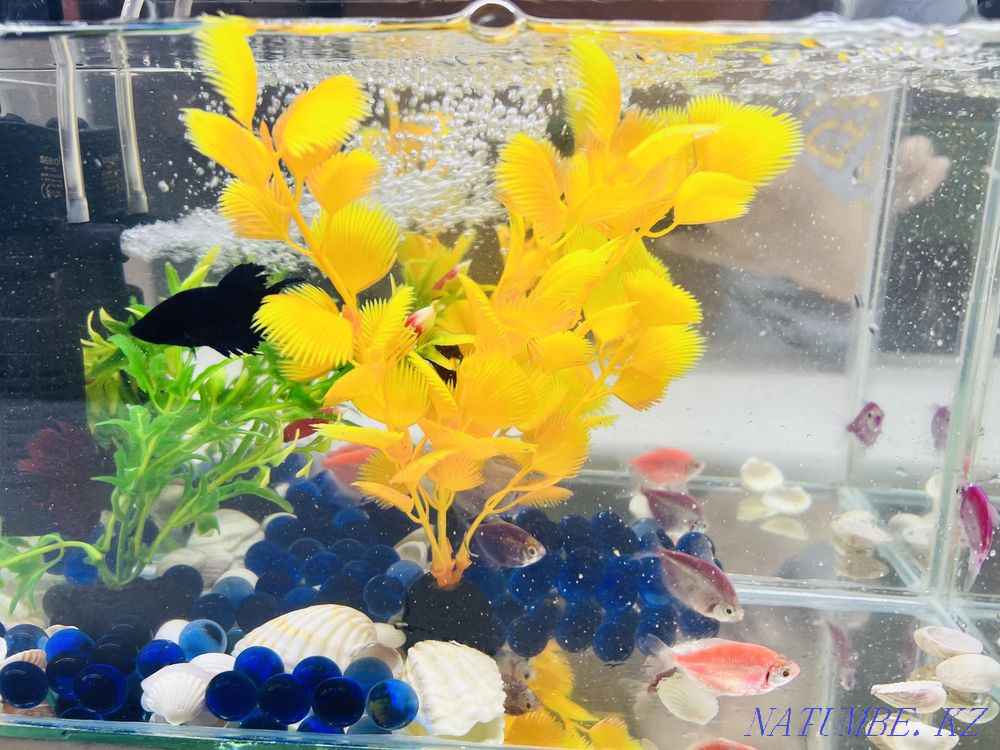 3-комнатная квартира Актобе - изображение 5