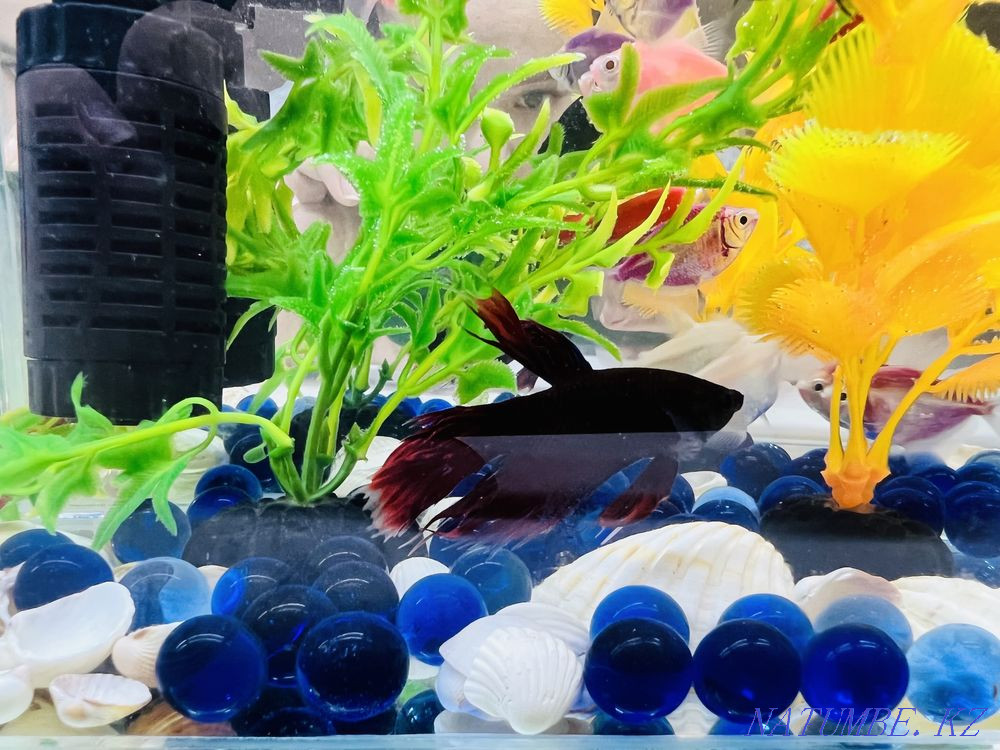 3-комнатная квартира Актобе - изображение 8