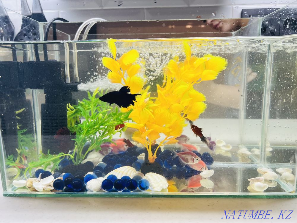 3-комнатная квартира Актобе - изображение 3