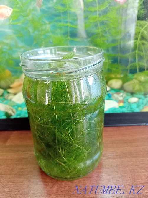 3-комнатная квартира Петропавловск - изображение 2