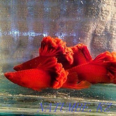 3-комнатная квартира Актау - изображение 1