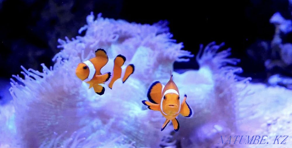 3-комнатная квартира Алматы - изображение 2