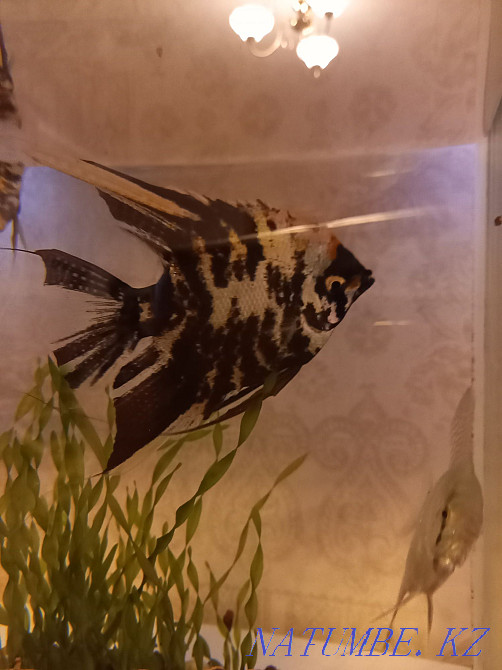 3-комнатная квартира Астана - изображение 1