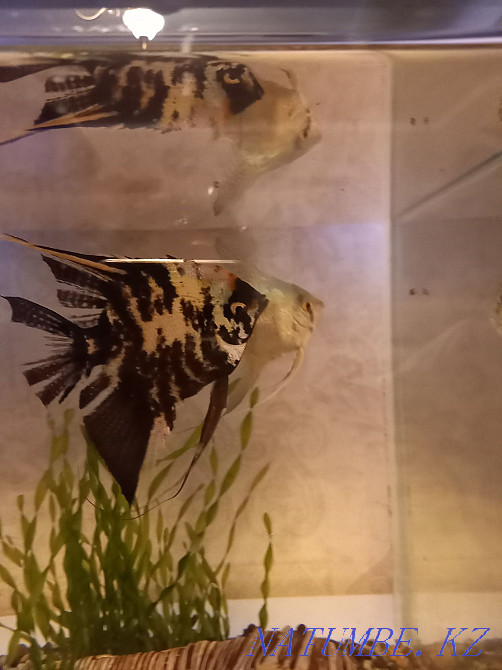 3-комнатная квартира Астана - изображение 2