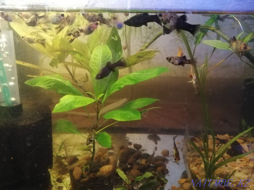 3-room apartment Балыкши - photo 3